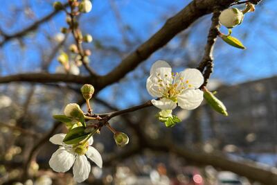 Hermosear el jardín en otoño.