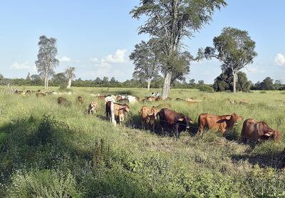 En horas de la tarde se realiza la rotación  de  animales, de un potrero a otro aprovechando al máximo las pasturas.