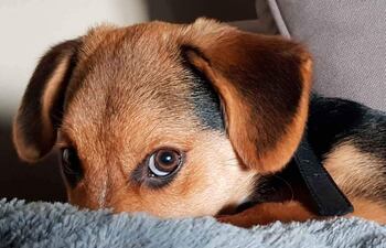 Los hongos son los responsables de causar micosis y se clasifican según su profundidad en superficiales, subcutáneas y sistémicas.