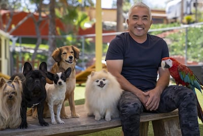 César Millán mientras posa con un grupo de perros en el Centro Psicológico del Perro en Santa Clarita, California.