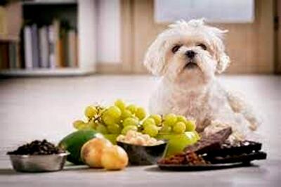 Las uvas, cebollas, ajo, chocolates son altamente tóxicos para los perros, independientemente de la cantidad o la frecuencia con la que el animal los consuma.