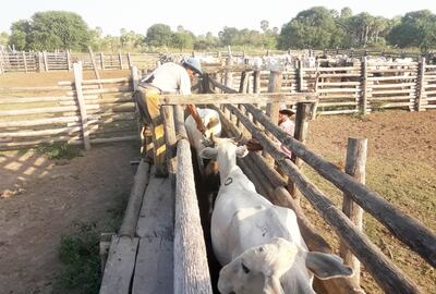 Un trabajador de hacienda verifica los ejemplares de raza dentro de un establecimiento de Fuerte Olimpo. En el departamento de Alto Paraguay, el hato ganadero es de más de 1.600.000 cabezas.