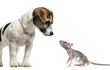 En principio no debes asustarte si tu perro está correctamente vacunado, lo más probable es que no le pase nada, esto en caso de que se de una situación de caza de ratas.