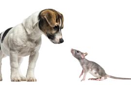 En principio no debes asustarte si tu perro está correctamente vacunado, lo más probable es que no le pase nada, esto en caso de que se de una situación de caza de ratas.