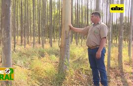 Abc Rural: Cómo definir la densidad de siembra de acuerdo al objetivo forestal