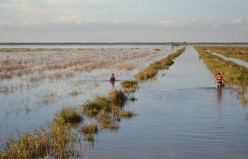 El sector de la producción espera que se haga el inventario de aguas, para que se pueda dar un uso racional a los recursos, acorde con los datos que proporcione dicho estudio. En la foto una zona de producción arroz, durante una inundación.