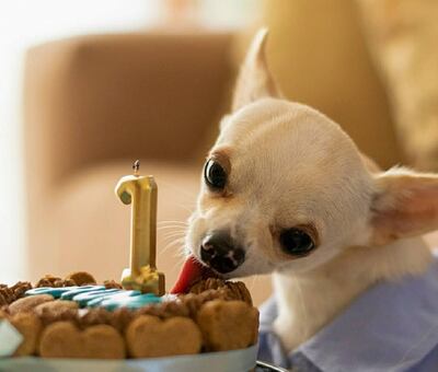 De una iniciativa para cumpleaños, nació también el menú de San Juan para los amigos de cuatro patas. Fuente: Instagram.
