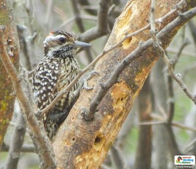 Ypekú mbatara (Picoides mixtus), fotografía gentileza de Oscar Rodríguez (Paraguay Birding & Nature).