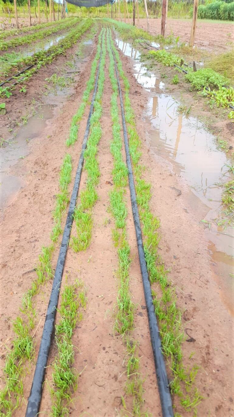 La lluvia beneficia a los agricultores que tienen previsto realizar el trasplante de cebolla y frutilla.