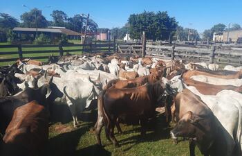 Parte de los animales denunciados como robados y recuperados en el predio del frigorífico Athenas Foods, del departamento de Concepción.