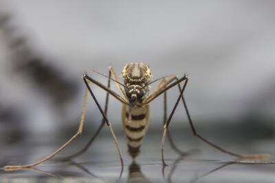 Mosquito Aedes aegypti.