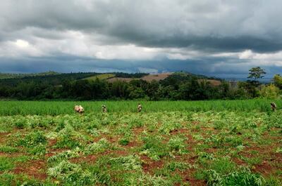 Agentes trabajan en el corte   de un inmenso cultivo de la droga.