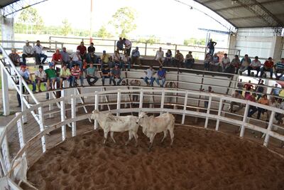 Fotografía de archivo, del 2015, de un remate ganadero de las ferias de consumo, que se provee totalmente de otros ganaderos para el faenamiento con destino a carne del mercado local.