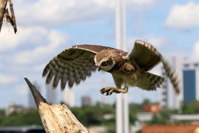 Búhos de la Costanera (Imagen referencial).