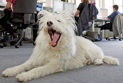 ¿Mal aliento? En ese caso conviene siempre consultar al veterinario.