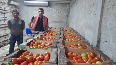 Los hermanos productores, Adilio y Abel Brítez, exhibiendo sus tomates sin poder comercializar.