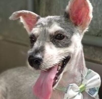 Su familia quiere localizar a esta perrita.