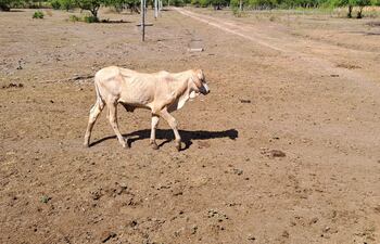 Un panorama desolador se observa en el campo de Ñeembucú. La foto corresponde a la compañía Tuyú Cué del distrito de Humaitá.