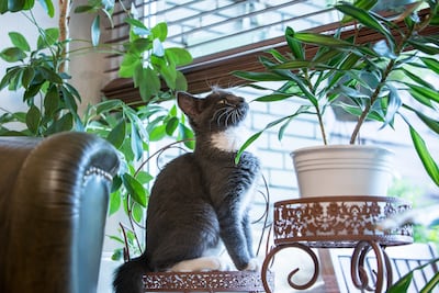 La atracción mágica por el verde: muchos gatos comen hojas y destruyen plantas.