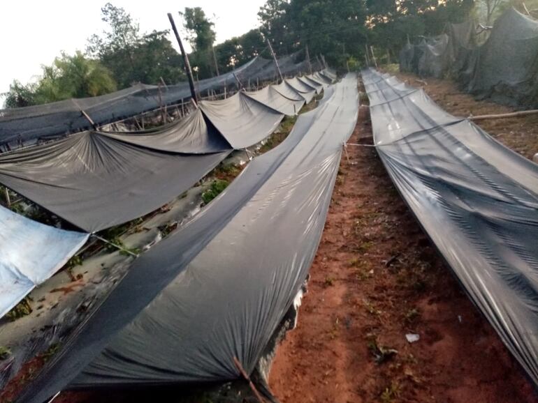 Algunos productores protegieron sus cultivos de las heladas.