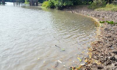 El arroyo Caañabé que desemboca en el lago Ypoá fue declarado de interés departamental. Desde hace años la fuente hídrica viene soportando contaminación con desechos industriales.