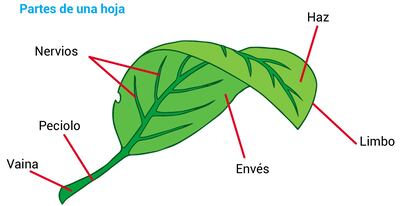 La hoja
