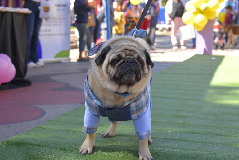 Tierno cachorro de la raza pug con su simpático atuendo.