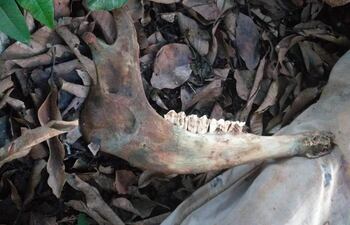 La quijada de la vaca que fue usada como arma para el crimen.