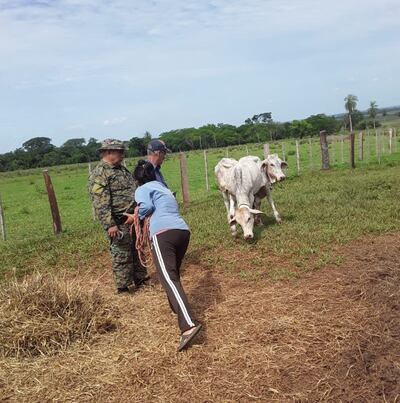 La Brigada Antiabigeato de Mbuyapey recuperan tres vacunos