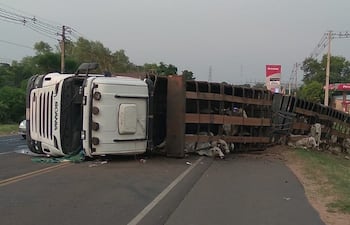 Algunas vacas quedaron atrapadas en el vehículo volcado y otras se escaparon.