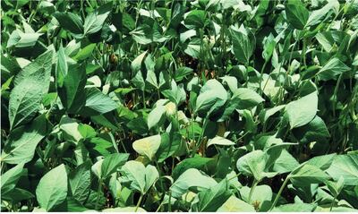 Parcela de soja que empieza a sufrir la falta de agua y las altas temperatura