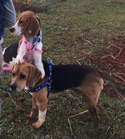 Se perdieron en la localidad de  Nueva Esperanza, Canindeyú.