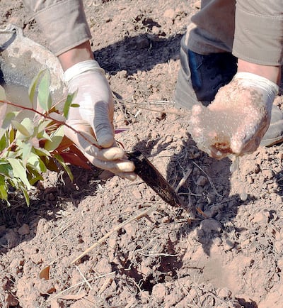 El uso del hidrogel asegura la humedad del suelo para el plantín, esta tecnología  es  utilizada ahora en la horticultura.