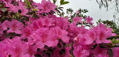 Azaleas de tono fucsia forman parte del jardín.
