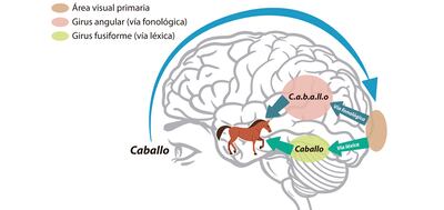 Dislexia y cerebro.