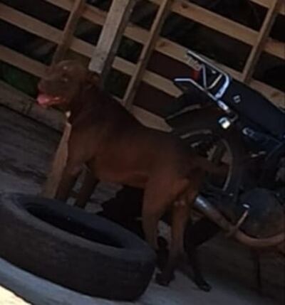 Oscar Diosnel Sánchez fue atacado por un perro pitbull.