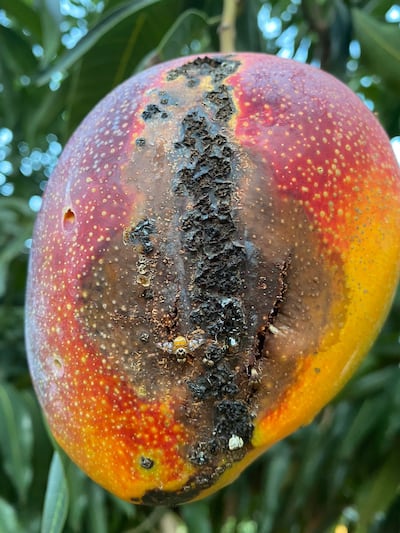 Bacteria del mango atacando a un fruto. (Fuente Facultad de Ciencias Agrarias de la UNA).