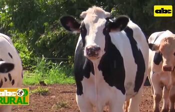 Abc Rural: Aprovechamiento de machos Holando