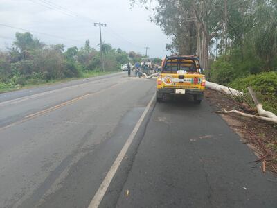 Árbol caído obstruye la ruta Luque - San Bernardino.
