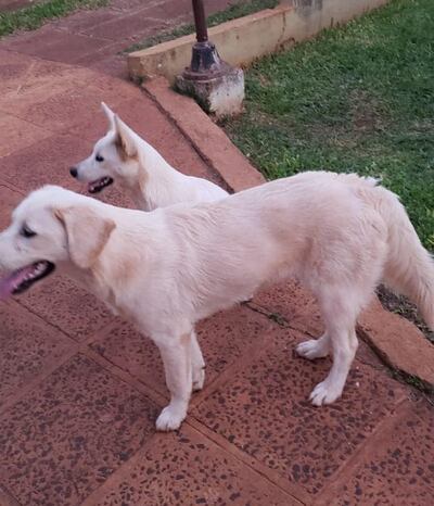 Buscan a "Mordelón" y a Candy".