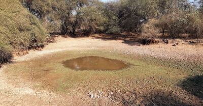 La mayoría de los tajamares en la zona del Pilcomayo está sin agua debido a la crítica sequía en el departamento de Boquerón.