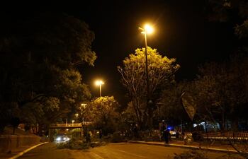 Piden a la ciudadanía a evitar la poda y corte de árboles.