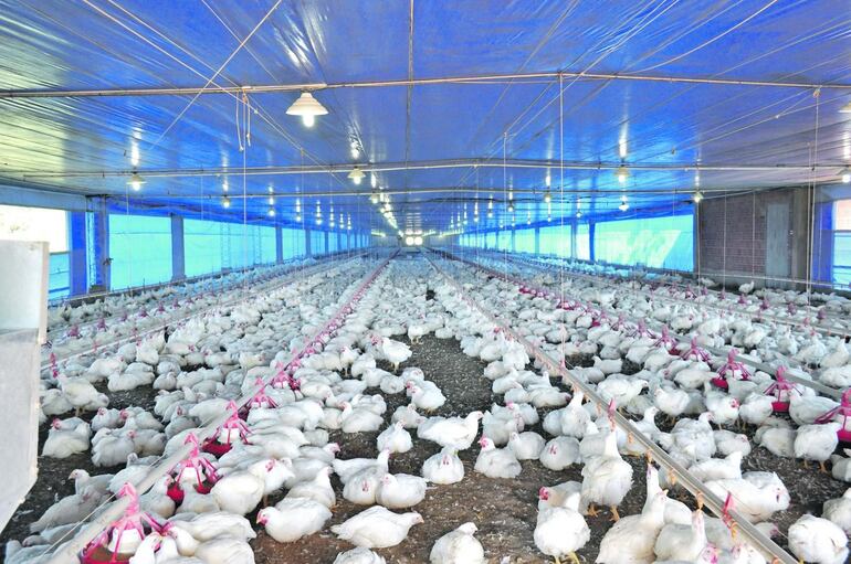 Imagen ilustrativa de un galpón de cría de aves de nivel industrial, que cumple con las normas de bioseguridad.