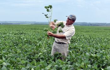 El Ing. Agr. Sergio Stucki muestra una de las nuevas variedades de soja great seeds, con buena cantidad de nudos en rama principal y muchas ramas laterales.