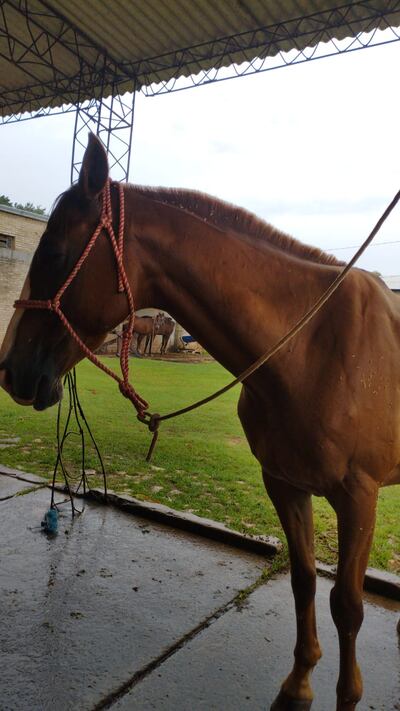 Pirizal, el caballo de la Agrupación Montada de la Policía Nacional, evoluciona favorablemente tras recibir un impacto de bala durante incidentes entre barrasbravas de Libertad y Cerro Porteño.