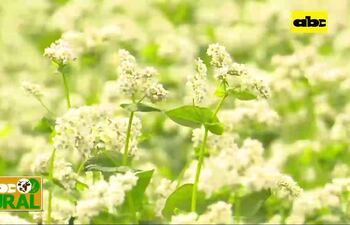 Trigo Sarraceno de rápido crecimiento para cobertura de suelo