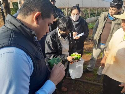 Caracoles atacan cultivos de pequeños productores de Minga Guazú.