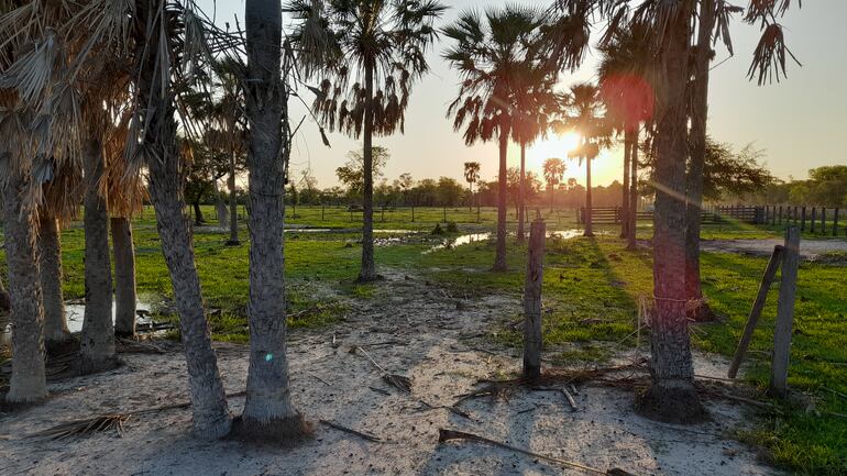 Los campos del Chaco registran agua y verdor, tras las últimas lluvias.