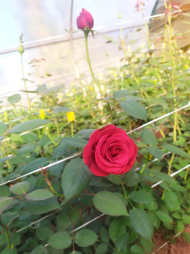 Sus 800 plantas obtenidas en pleno verano son una muestra de que aquí en el Paraguay podemos cultivar flores.