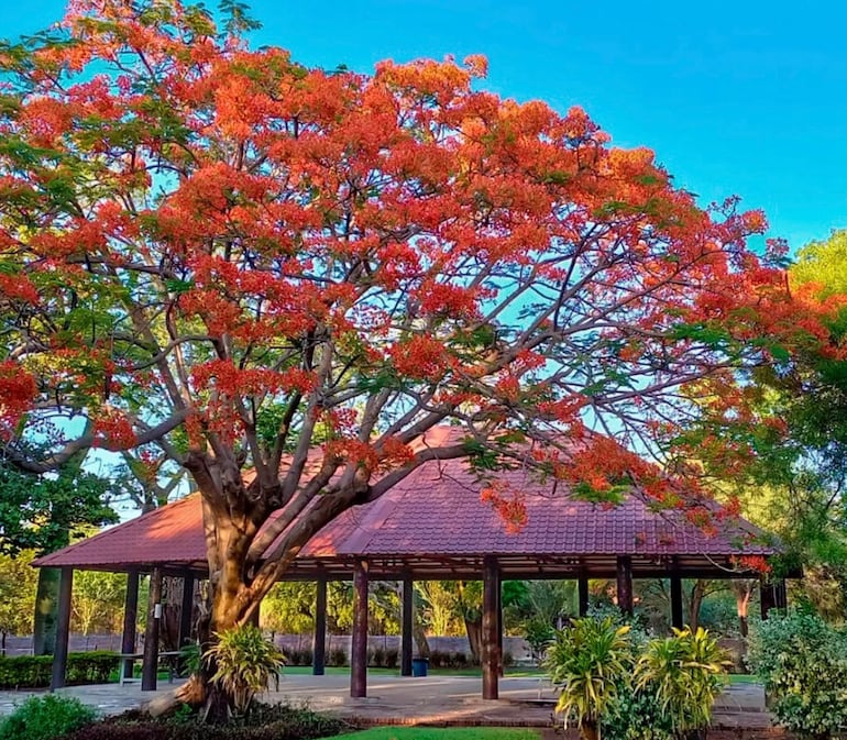 El Hotel Campo´i tiene quincho con parrilla además de servicio de menú a la carta, piscina y un jardín amplio y vistoso.